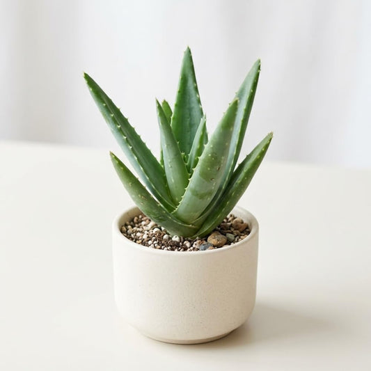 Live Aloe Vera Plant Succulent Trees | Aloe Vera Chinensis in Size 2 Inch Pot | Suitable for Indoor or Outdoor Garden | Easy-Growing Aloe Vera Pen Plant Ideal for Home Décor