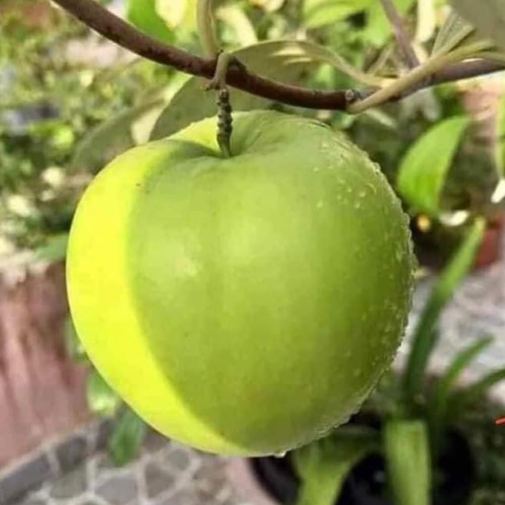 Thai Jujube Plant, Live 2-3 Ft Jujube Fruit Tree for Outside Planting, Large Green Jujube Tree Plant