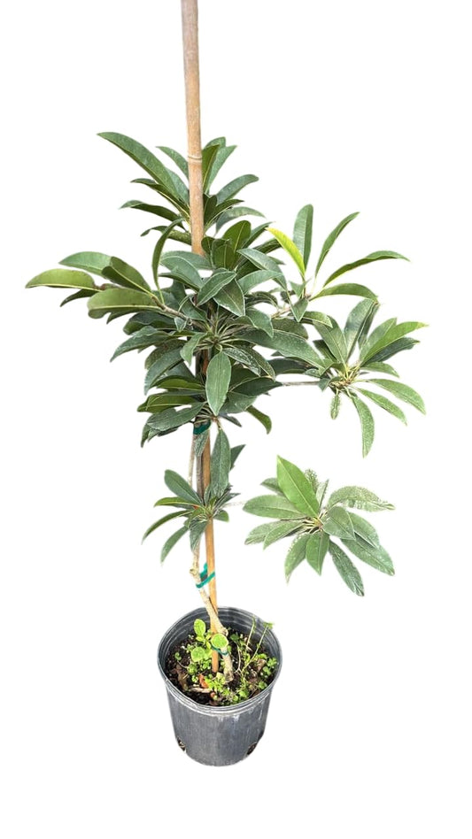 Sapodilla Tree Live Plant - Sweet Zapota Grafted Trees - Sapote Fruit Plant- 3 Ft in 3 Gallon -Grow Outdoor- No Ship CA