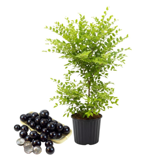 Jabuticaba Fruit Tree for Planting | Jaboticaba Live Tree | 2.5–3 Ft Potted Tropical Fruit Tree | Sweet Edible Berries for Home Gardens Patios & Containers | No Ship to CA,HI,AK