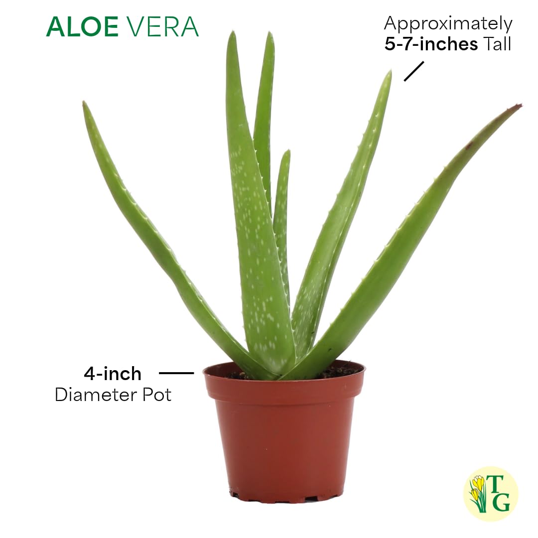 Thorsen's Greenhouse Aloe Vera, Live Indoor Plant, Aloe barbadensis, Easy to Grow, Succulent, Natural Air Purifier, 4" Diameter Pot (White)