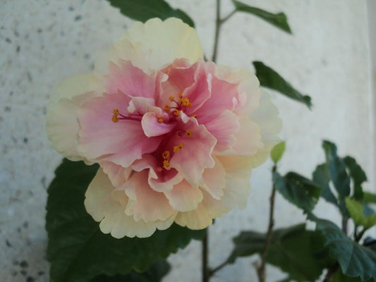 Live Plant - Rooted Tropical Hibiscus Starter Plant Triple White Bloom