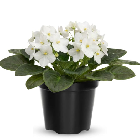African Violet Live Plant in 4 Inch Pot, Flowering Houseplant, Easy Care Indoor Plant with Vibrant Blooms (White African Violet)