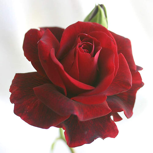 Heirloom Climbing Roses, Live Own Root Plant for Outdoor Garden, Don Juan, Very Fragrant, Hardiness Zones 5-10, Continual Blooming