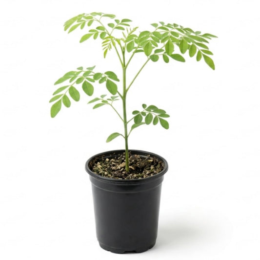 Moringa Plant Live in 4 Inch Pot, Moringa Oleifera, Drumstick Tree Live Plant, Hardy Perennial Moringa Herb Plants
