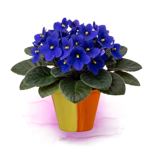 African Violet Live Plant in 4" Pot, Blue African Violets Plants Houseplant Well-Rooted, Indoor Outdoor Blooming, Holiday Flower Bush