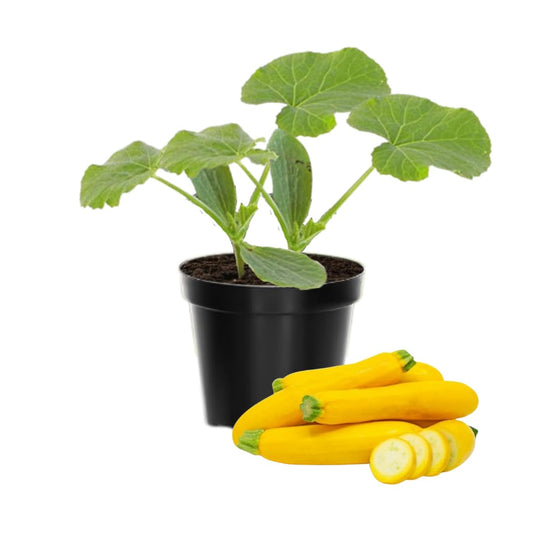 Set 4 Zucchini Plants Seedlings, 4 to 6 Inches Tall, Live Yellow Squash Zucchini Plants for Planting