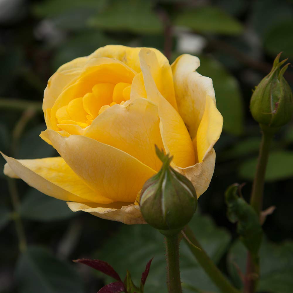 Heirloom Grandiflora Roses, Live Own Root Plant for Outdoor Garden, Happy Go Lucky™, Moderately Fragrant, Hardiness Zones: 6-10, Continual Blooming