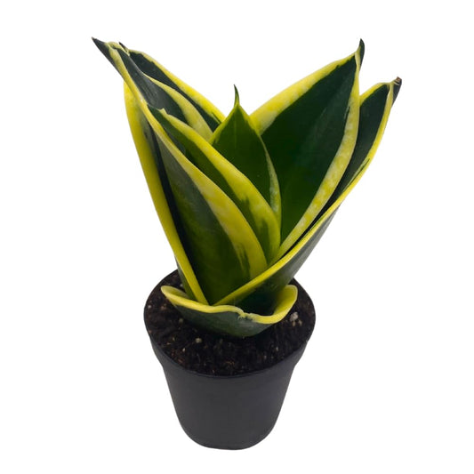 BubbleBlooms Black Gold Snakeplant, Green and Yellow Snake Plant, Variegated Sansevieria trifasciata