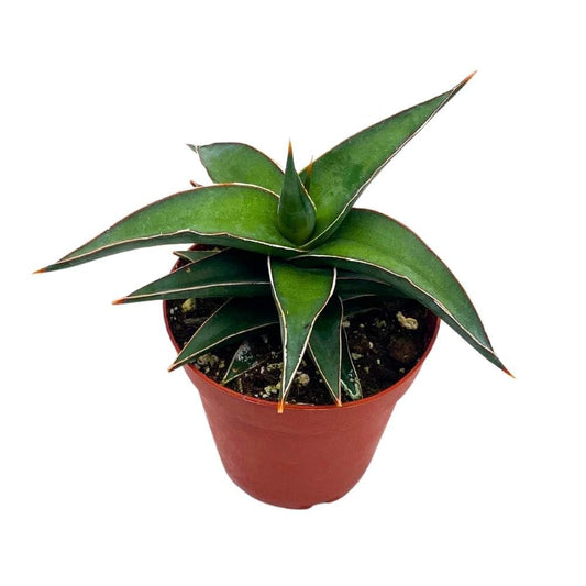 BubbleBlooms Samurai Dwarf 4 inch Sansevieria Lavranos Banana Ehrenbergii, Star Exotic Snake Plant