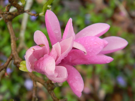 Live Plant - Jane Magnolia Tree/Shrub/Bush - 6-12" Tall Seedling - Live Plant - 2.5" Pot