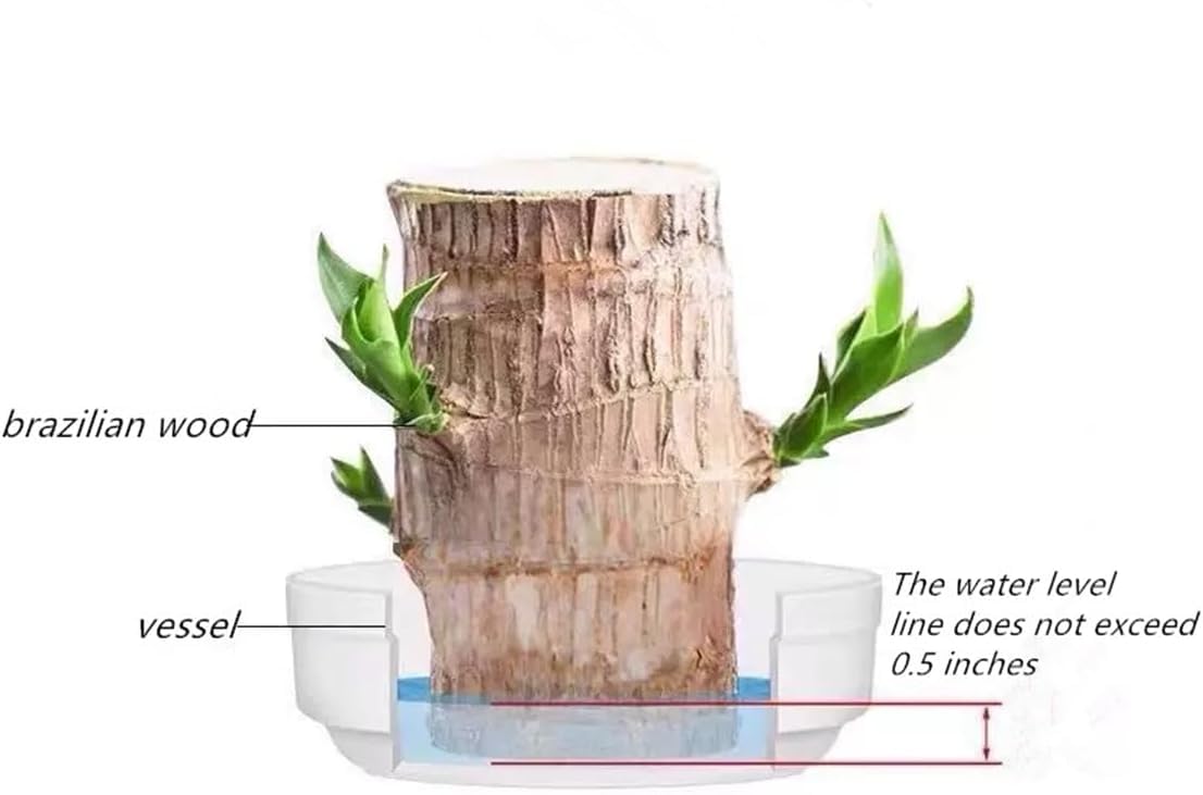 Brazilian Lucky Wood，Easy to Maintain and Purify the Air Brazilian Wood，Suitable for Living Rooms, Kitchens, Bedrooms, Desks, and Outdoor Gardens (2A)
