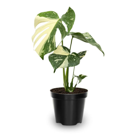 Monstera Plant 4-6 Inch, Live Indoor Plant, Split Leaf Houseplant for Home Office Decoration, No Pot (Variegated Monstera)