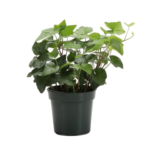 Live Green English Ivy Plant, Hedera Helix, Vining Plant, Live Indoor Plant, 4" Diameter Pot