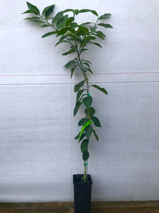 Live Plant - Dwarf Mexican Key Lime Tree - Live Citrus Plant - 26-30" Tall - 1 Gallon Pot