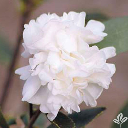 Live Plant - Polar Icecamellia Japonica-Live Starter Plant