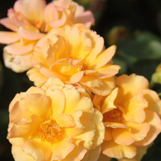 Heirloom Roses Rose Plant - Dawn Chorus Orange Rose Bush, Hybrid Tea Live Plant for Planting Outdoors