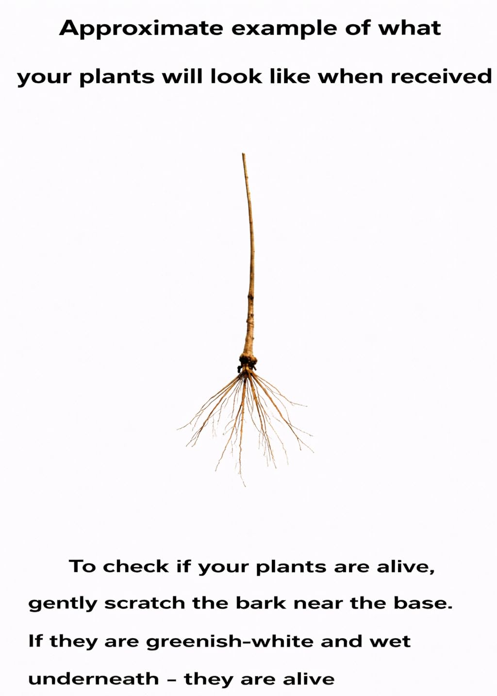 5 Black Elderberry Trees - 6-12" Tall Live Plants - Antioxidant-Rich Berry Fruit Shrubs - Sambucus Canadensis - (5 Pack)