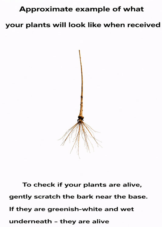5 Black Elderberry Trees - 6-12" Tall Live Plants - Antioxidant-Rich Berry Fruit Shrubs - Sambucus Canadensis - (5 Pack)