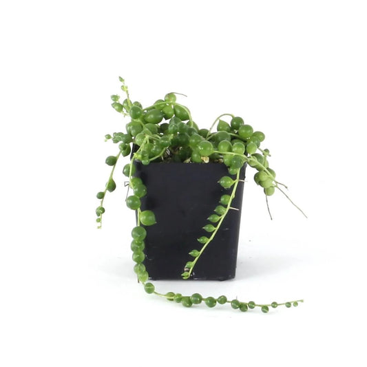 Josh's Frogs Senecio rowleyanus - String of Pearls (Green)
