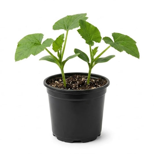 Zucchini Summer Squash Plant, Yellow Squash, 2 Plants in 4 Inch Pot, 3 to 6 Inch Tall Seedlings for Planting Outdoor Garden