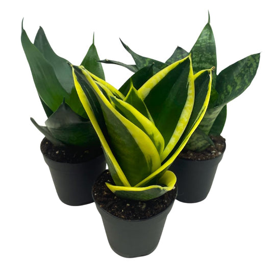 BubbleBlooms Sansevieria Trifasciata Assortment 3 Different Dwarf Rosette-Shaped Snake Plants in 2 inch pots