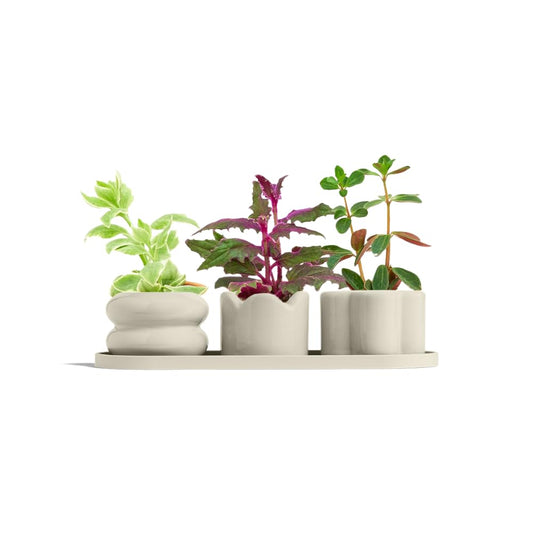 Rooted 2 inch Mini Planter Trio – Set of 3 Glossy Ceramic Pots with Drainage Holes and Silicone Tray for Furniture Protection, Ideal for Compact Spaces, Ideal for 2 inch Plants, Oat Beige