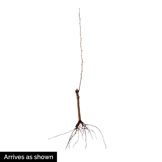 Bing Cherry Dormant Bare Root Starter Fruit Tree, Measuring 2 to 4 feet Tall - Due to State restrictions, Can't Ship to CA, CO, ID, OR, or WA