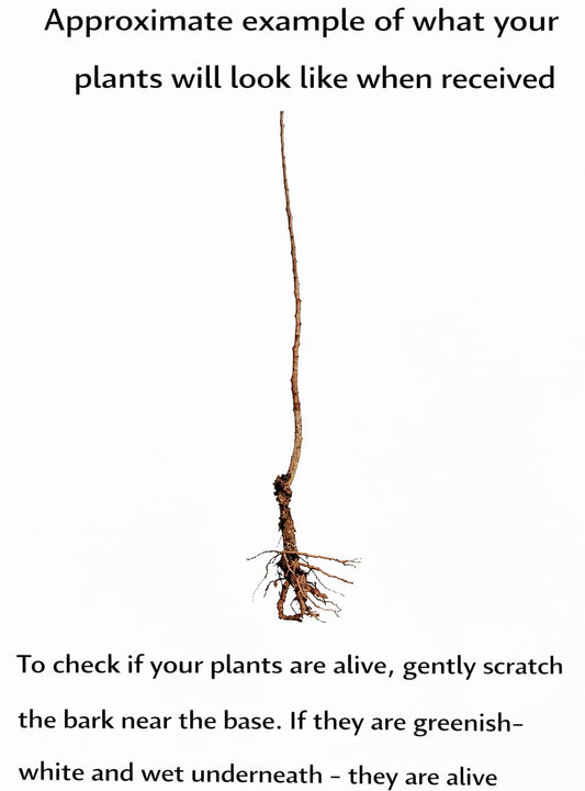 2 Chinese Chestnut Trees - 12-24" Tall Live Plants - Bareroot Seedlings - Castanea mollissima - (2 Pack)