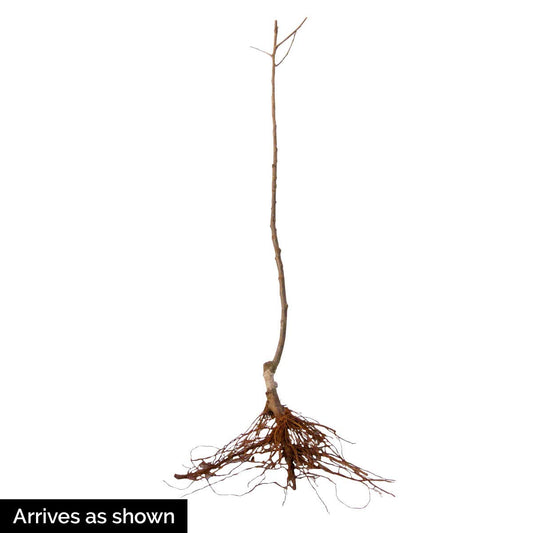 GURNEY'S - Honeycrisp Apple Fruit Tree, Dormant Bare Root Starter Tree, 1-Pack - Can't Ship to The State of Montana