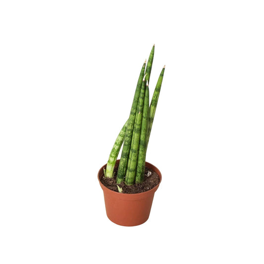 Snake Plant Cylindrica | Live Plant for Indoor & Outdoor | for Living Room, Office, Bathroom | (4" Pot)