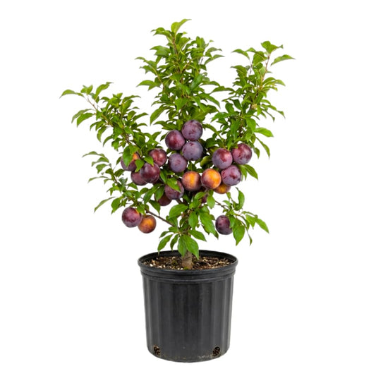 Flavor Pluot Tree, Pluot Fruit Tree Live Plant, Well Rooted in 3 Gallon Pot, 1-2 Feet Tall, Plum Tree for Outdoor Planting, No Ship to CA