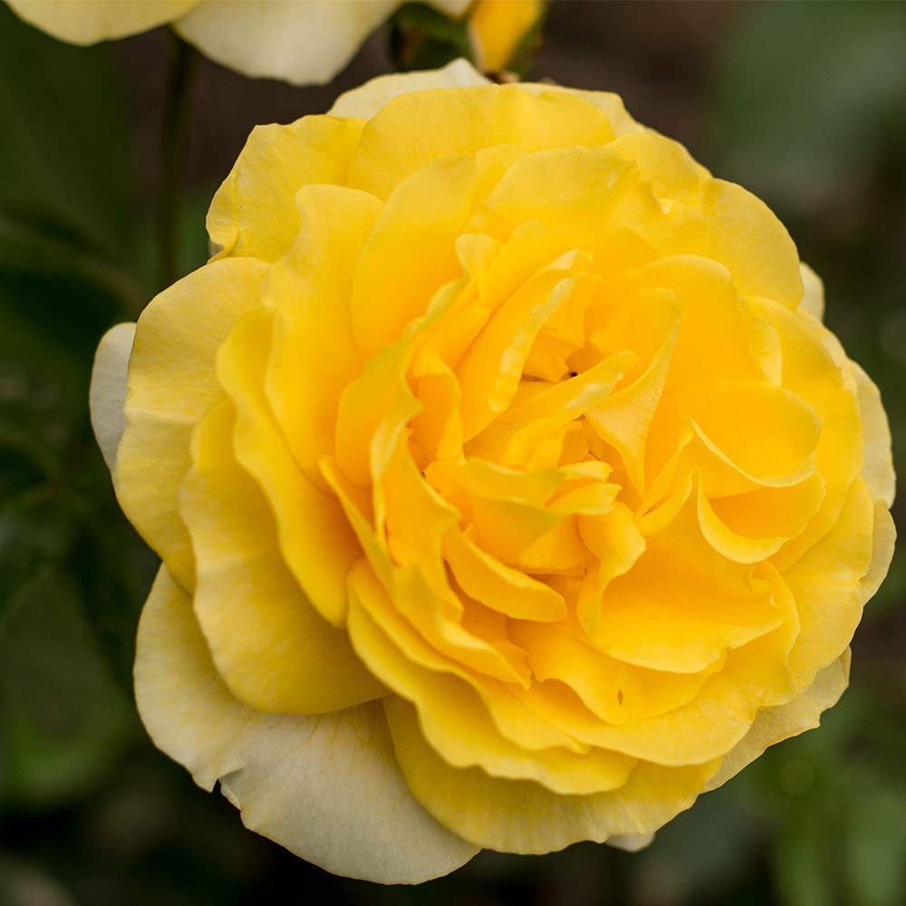 Heirloom Grandiflora Roses, Live Own Root Plant for Outdoor Garden, Happy Go Lucky™, Moderately Fragrant, Hardiness Zones: 6-10, Continual Blooming