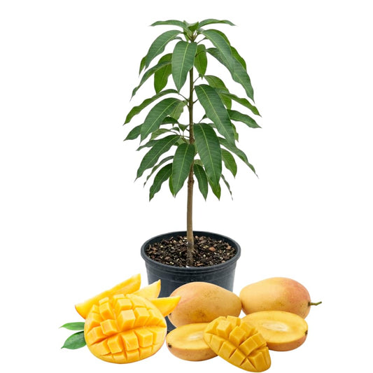 Ice Cream Mango Plant, Mango Trees Live Plants, Tropical Fruit Tree for Outdoor Planting 2-3 Feet Tall in 3 Gallon