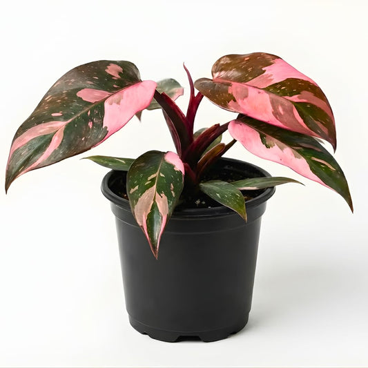 Philodendron Pink Princess Plants | Pink Princess Plant Live Houseplant in 4” Inch Pot | Easy-Care Indoor Plant for Shelves, Desks & Modern Spaces