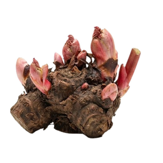 Large Rhubarb Plant Crown for Planting, Victoria Rhubarb Roots, Medium Size 5-6 Inch Crown, Live Perennial Vegetable for Home Gardens