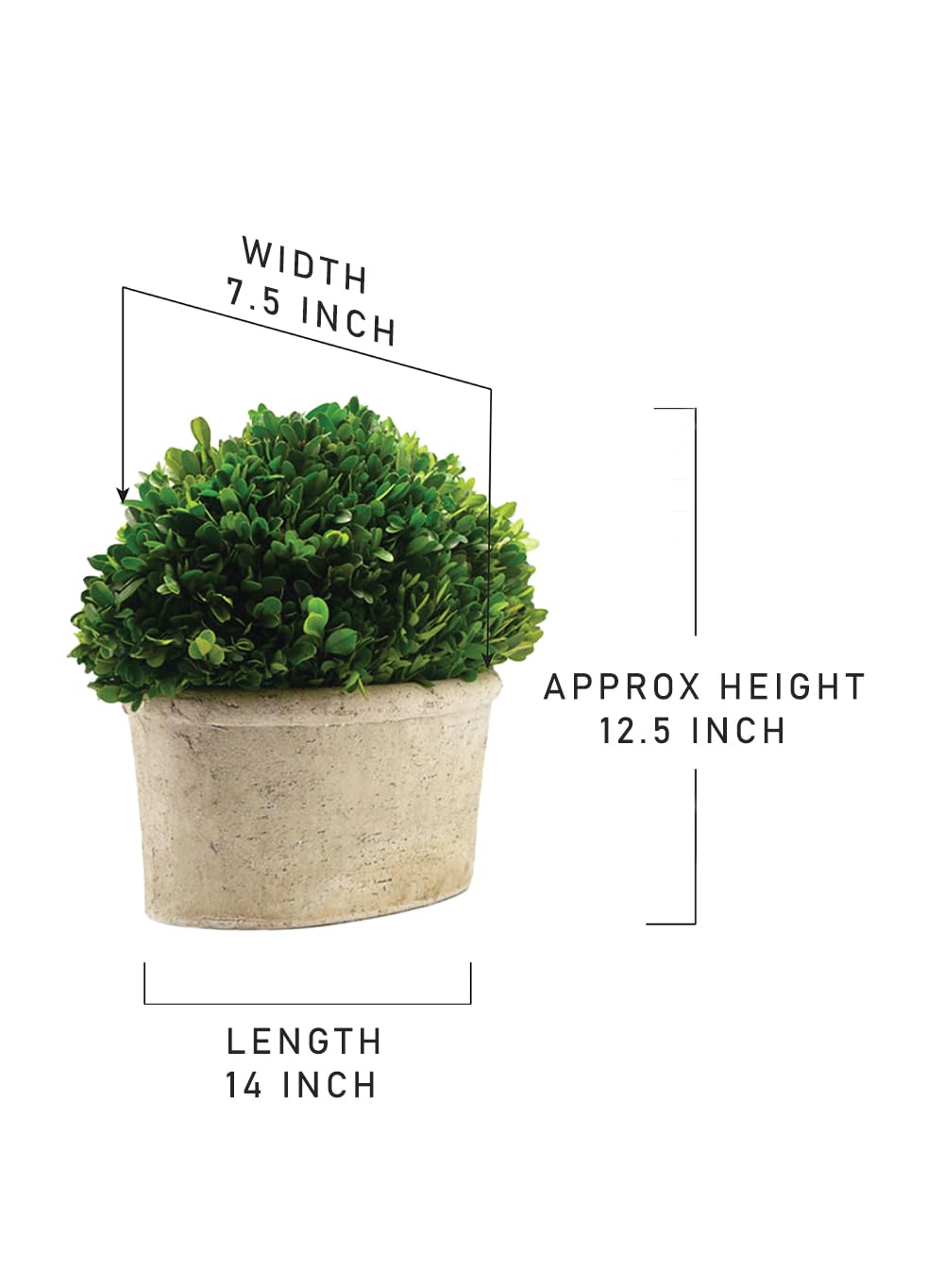 Serene Spaces Living Preserved Boxwood Oval Topiary in a Pot, Boxwood in Planters, Preserved Plant for Boxwood Table Decor, Centerpiece, Measures 12.5" Tall, 7.5" Wide & 14" Long