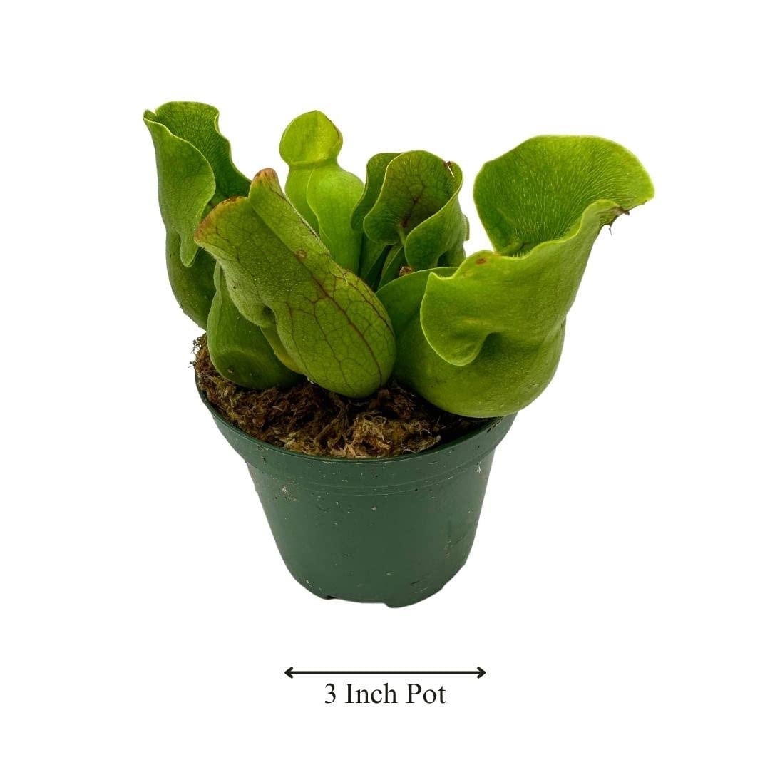 BubbleBlooms Jumbo Sweet Pitcher Plant, in a 3 Inch Pot, Carnivorous Plant, Sarracenia pitcherplant