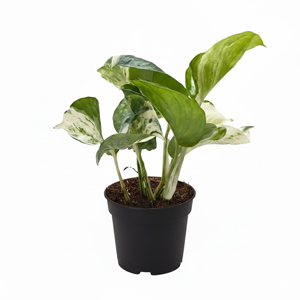 Pothos Manjula (4" Grower Pot) - Low Light and Healthy Houseplant - Easy to Care Indoor Plants - Live Healthy Houseplant for Home Office Decoration