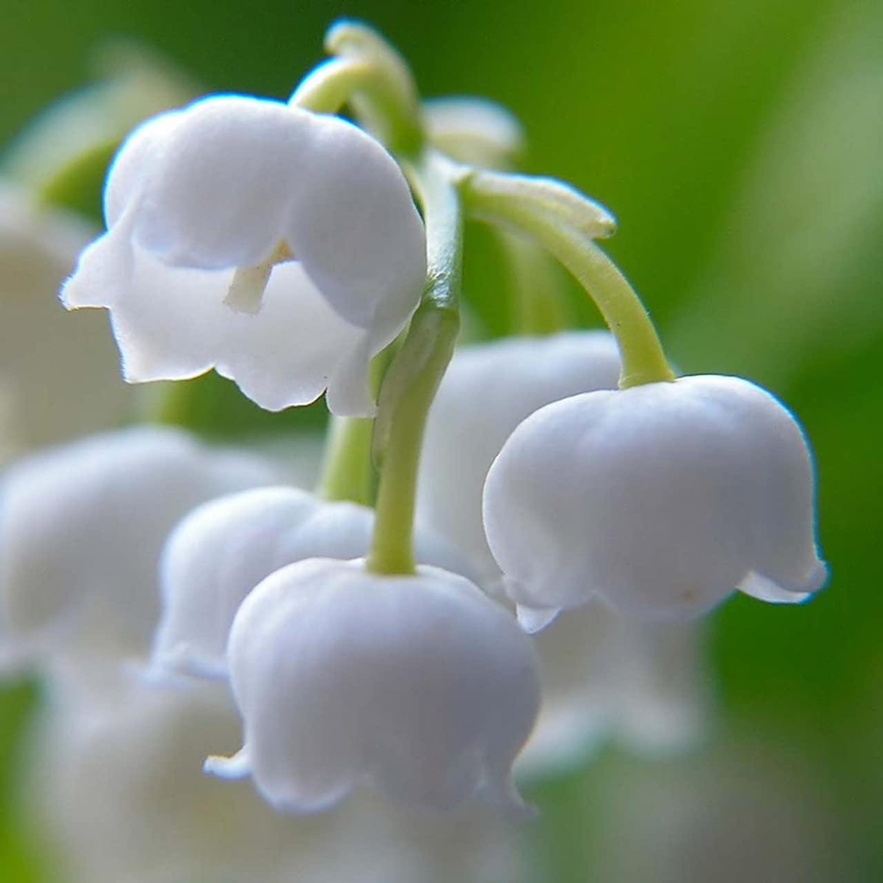 Votaniki White Lily of The Valley - Fragrant, Long Lasting Blooms, Perennial (Convallaria Majalis) Lily of The Valley Bare Root for Planting | Spring Flower, Perfect for Outdoor & Indoor (5 Pack)