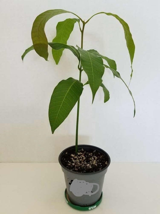 Mango Alphonso (mangifera Indica) Live Plant Fruit 10inch18invh