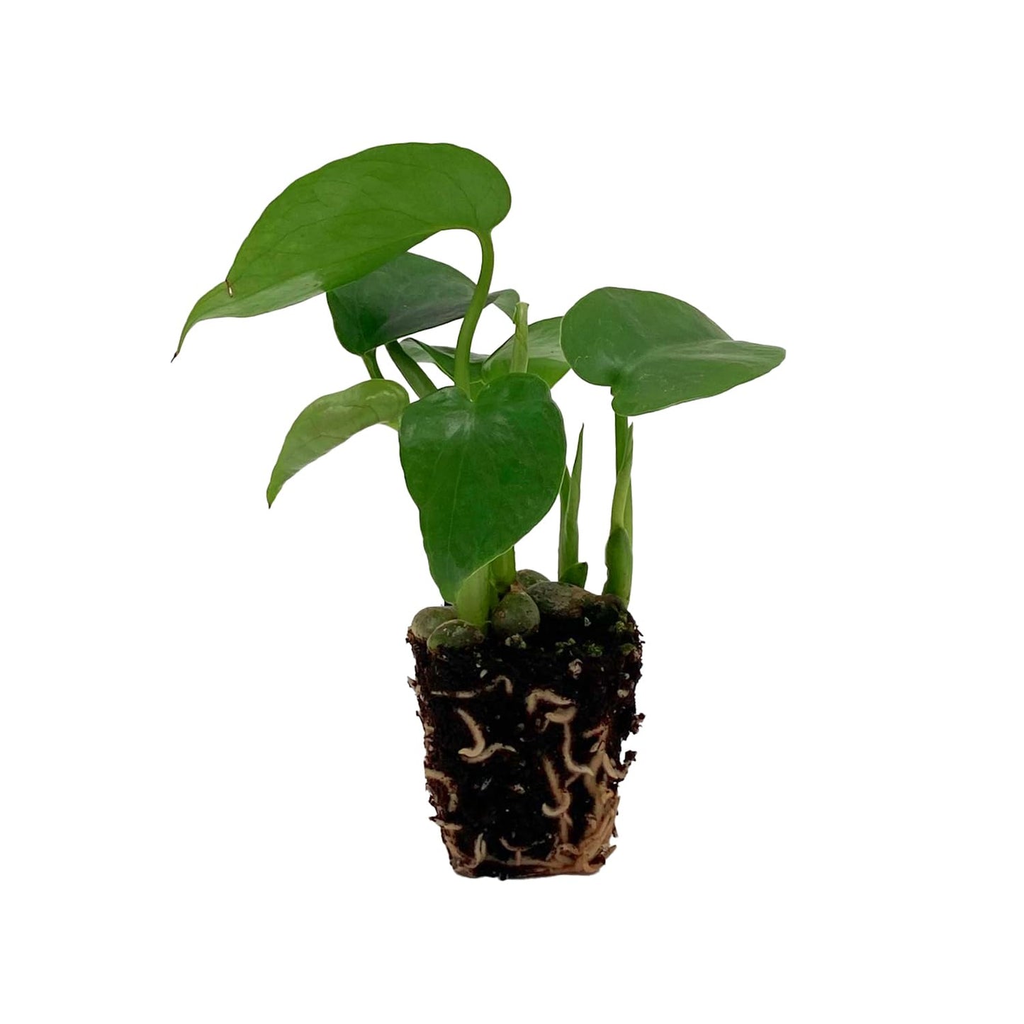 ragnaroc Monstera Deliciosa 2-4" 8ct – Live Plant for Indoor Outdoor Use, Garden & Landscaping – Live Arrival Guaranteed
