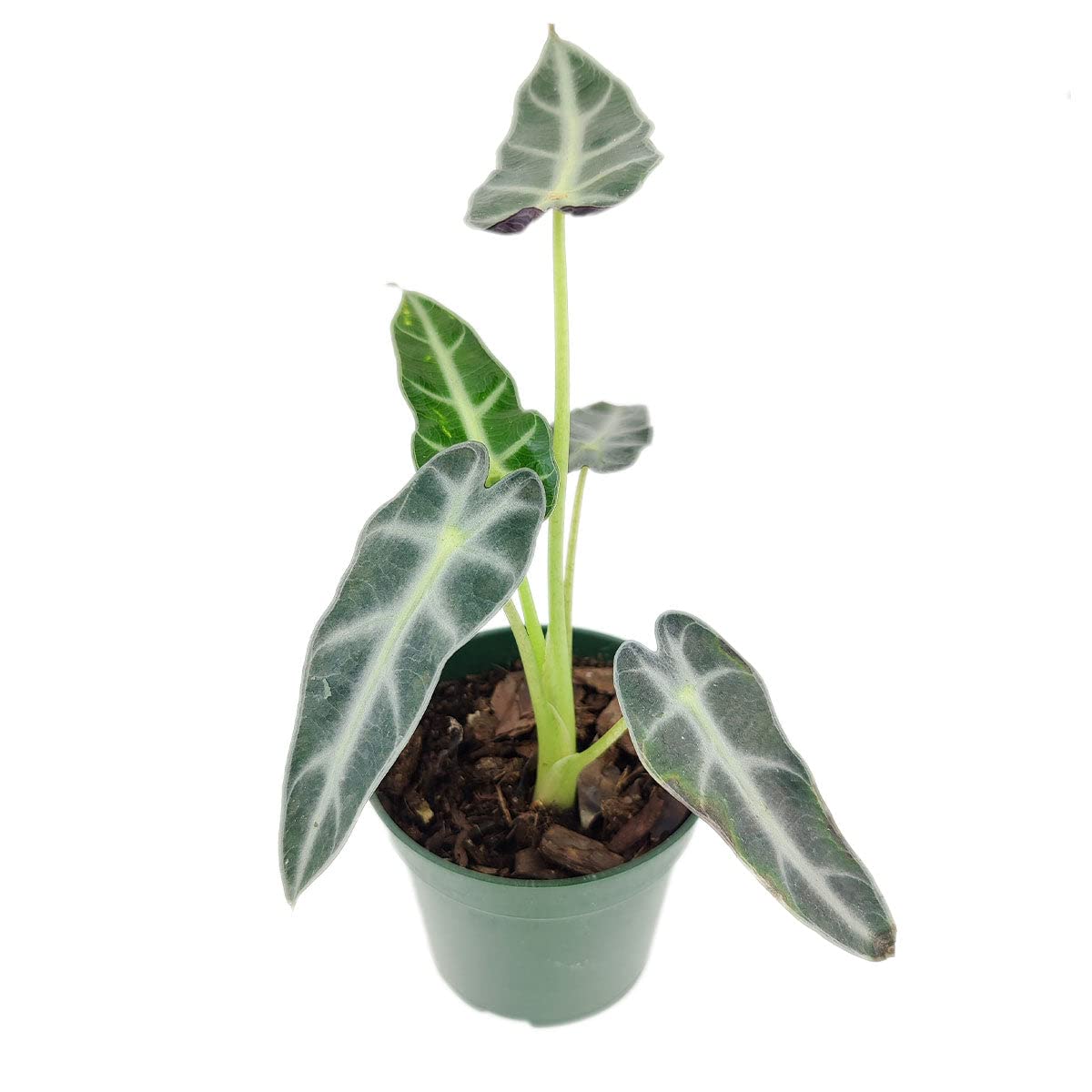 Alocasia Bambino (4'' Grower Pot) - Low Light and Healthy Houseplant - Easy to Care Indoor Houseplant