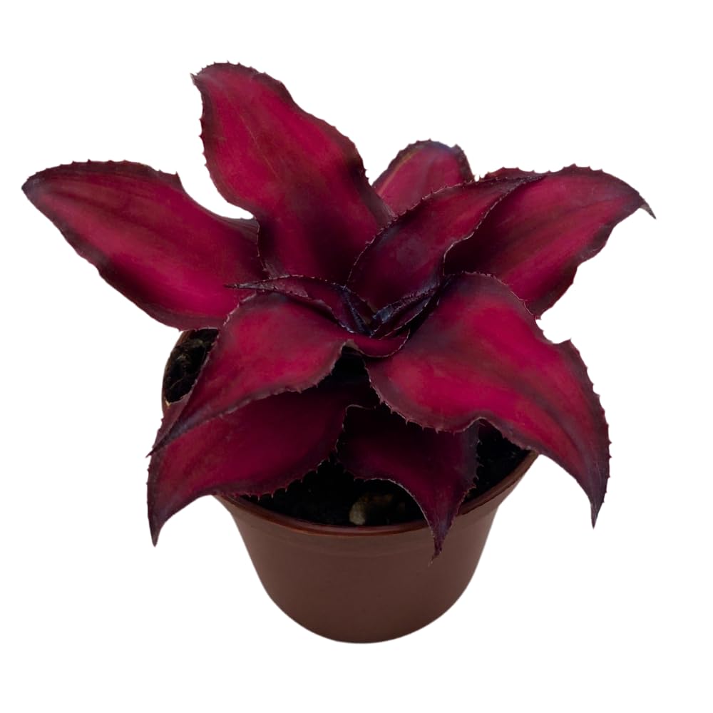 BubbleBlooms Cryptanthus Bivittatus in a 2 inch Pot Earth Star Bromeliad, Tiny Mini Pixie Plant, Dark Red