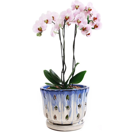 NiSevenLiving Orchid Pots with Holes Attached Saucers 6 Inches - 1 Pcs Small Ceramic Pots for Repotting, Decorative Ceramic Orchid Planter with Hole for Healthy Root Growth Blue Over White