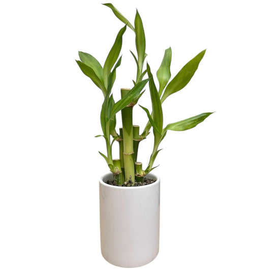 Hopewind Plants Shop - Lucky Bamboo Live Plant in Decorative Pot, Easy to Maintain Indoor Houseplant, Perfect for Home, Room, or Office Decor, Great House Warming or Birthday Gift, 10-12 Inches Tall