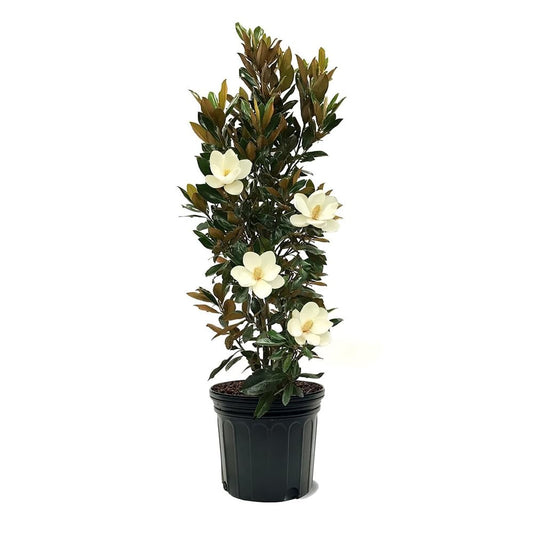 Little Gem Southern Magnolia Tree, 7 Gallon Live Nursery Pot, White Fragrant Flowers| Arbor Day Foundation (Due to Agricultural Laws, Unavailable to CA, AZ)