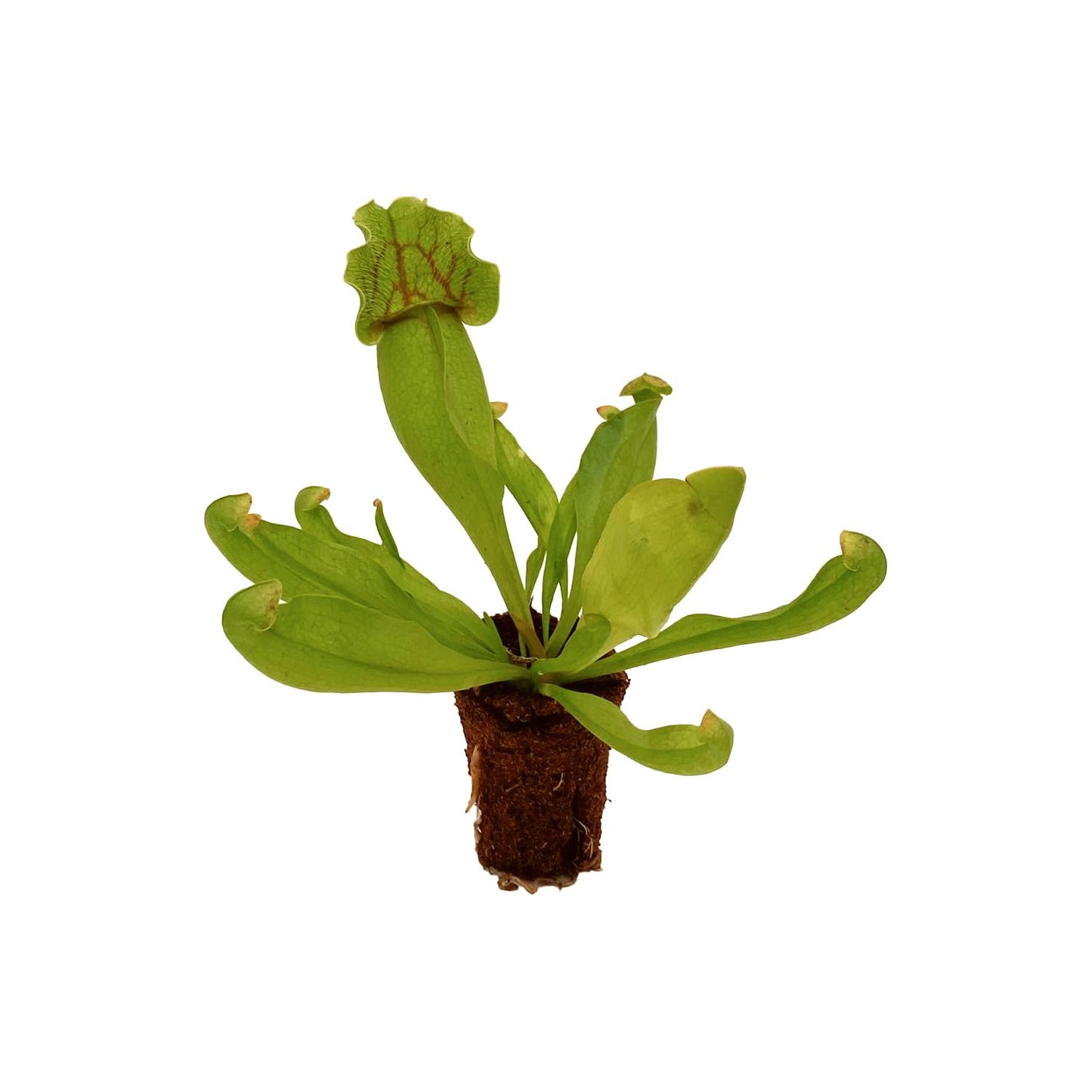 ragnaroc Sarracenia Purpurea SSP. Venosa 2-4" (Purple Pitcher Plant) 2ct – Live Plant for Indoor Outdoor Use, Carnivorous Plants – Live Arrival Guaranteed