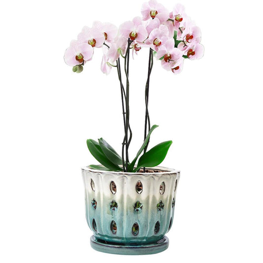 NiSevenLiving Orchid Pots with Holes Attached Saucers 6 Inches - 1 Pcs Small Ceramic Pots for Repotting, Decorative Ceramic Orchid Planter with Hole for Healthy Root Growth White Over Green