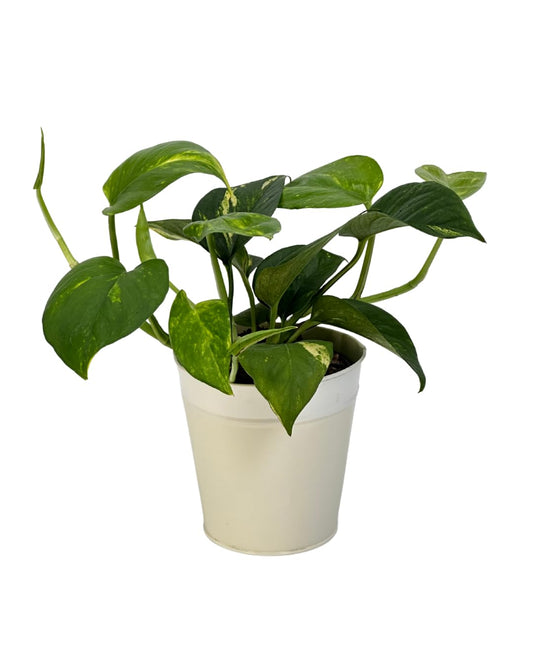 Live Pothos Vining Plant in 5” White Duo-Tone Decorative Metal Pot | Indoor Houseplant, Easy Care| Low Maintenance Plant, Air-Purifying Houseplants